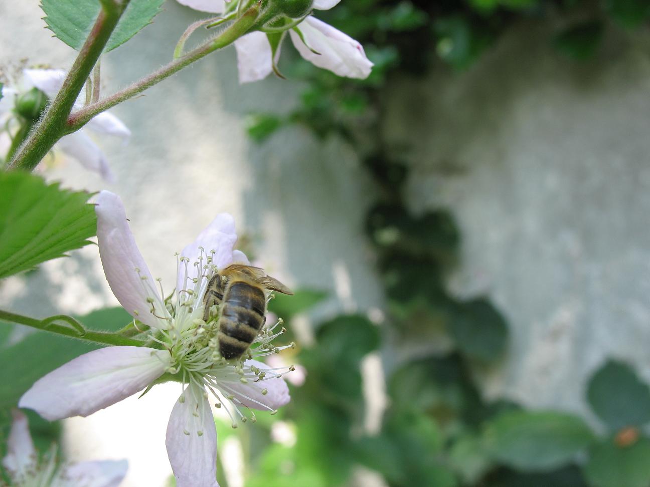 Biene auf Brombeere.jpg