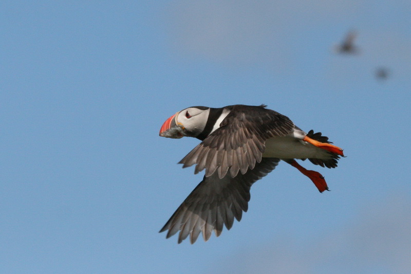 Puffin Export.jpg