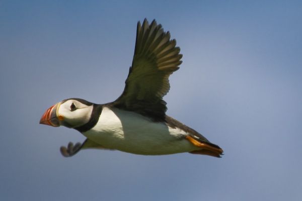 Fliegender Puffin 1.jpg