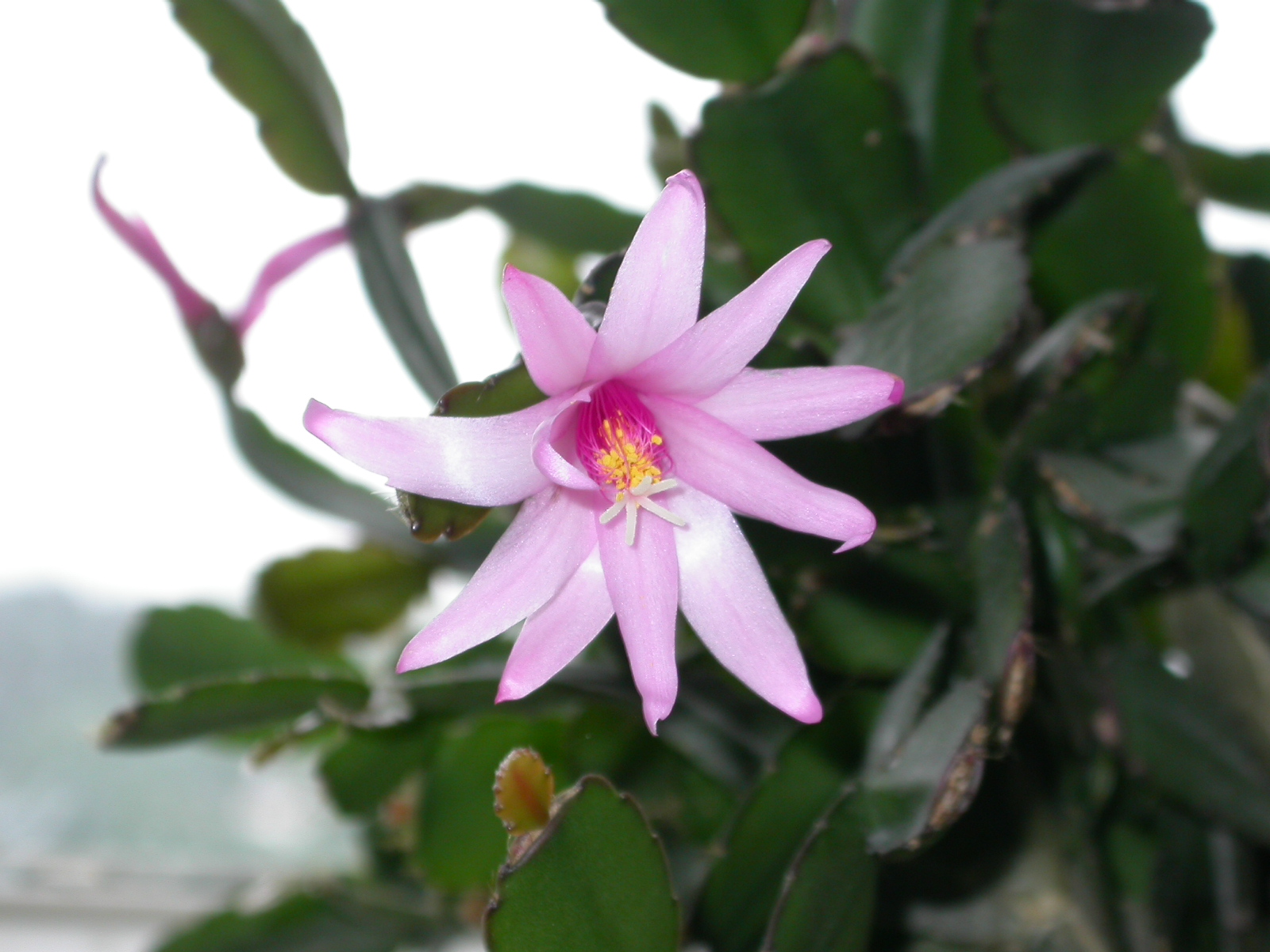 Hatiora × graeseri.JPG