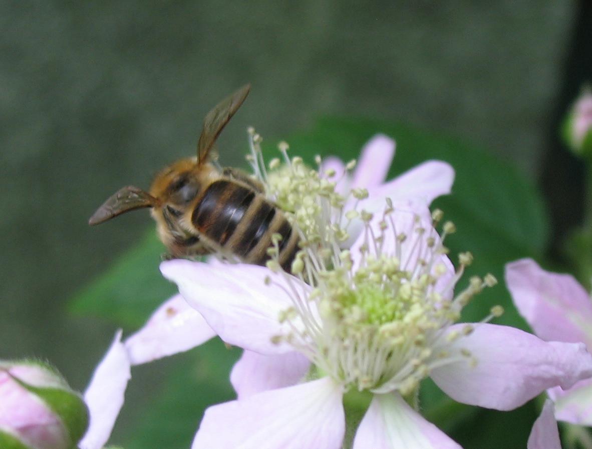 Biene mit Binde.jpg