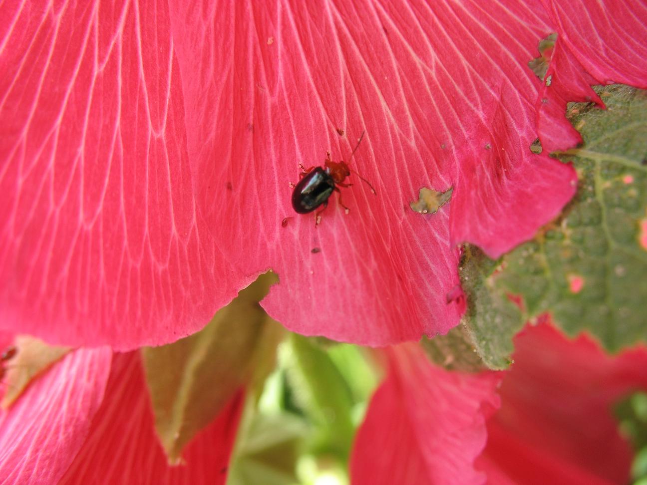 Eine Blüte weiter.jpg