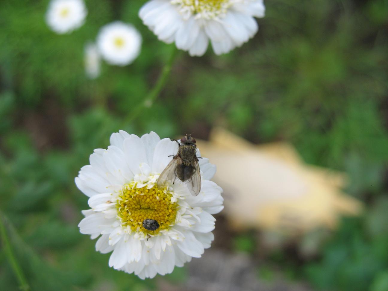 Fliege und Marienkäfer.jpg