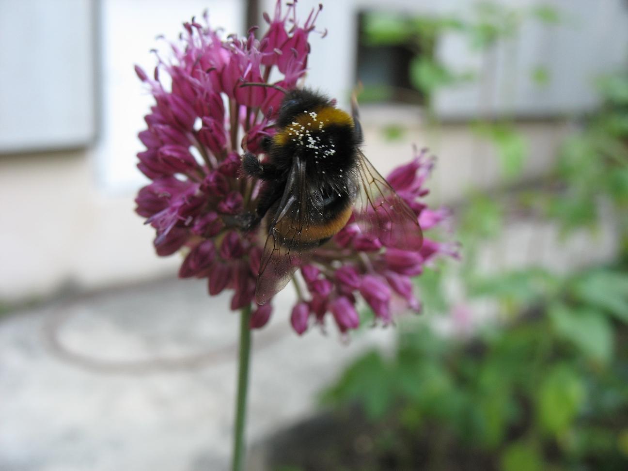 Hummel mit Malvenstaub.jpg