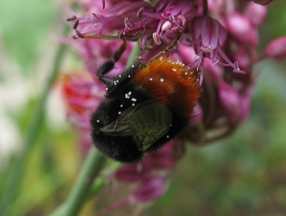 Steinhummel.jpg