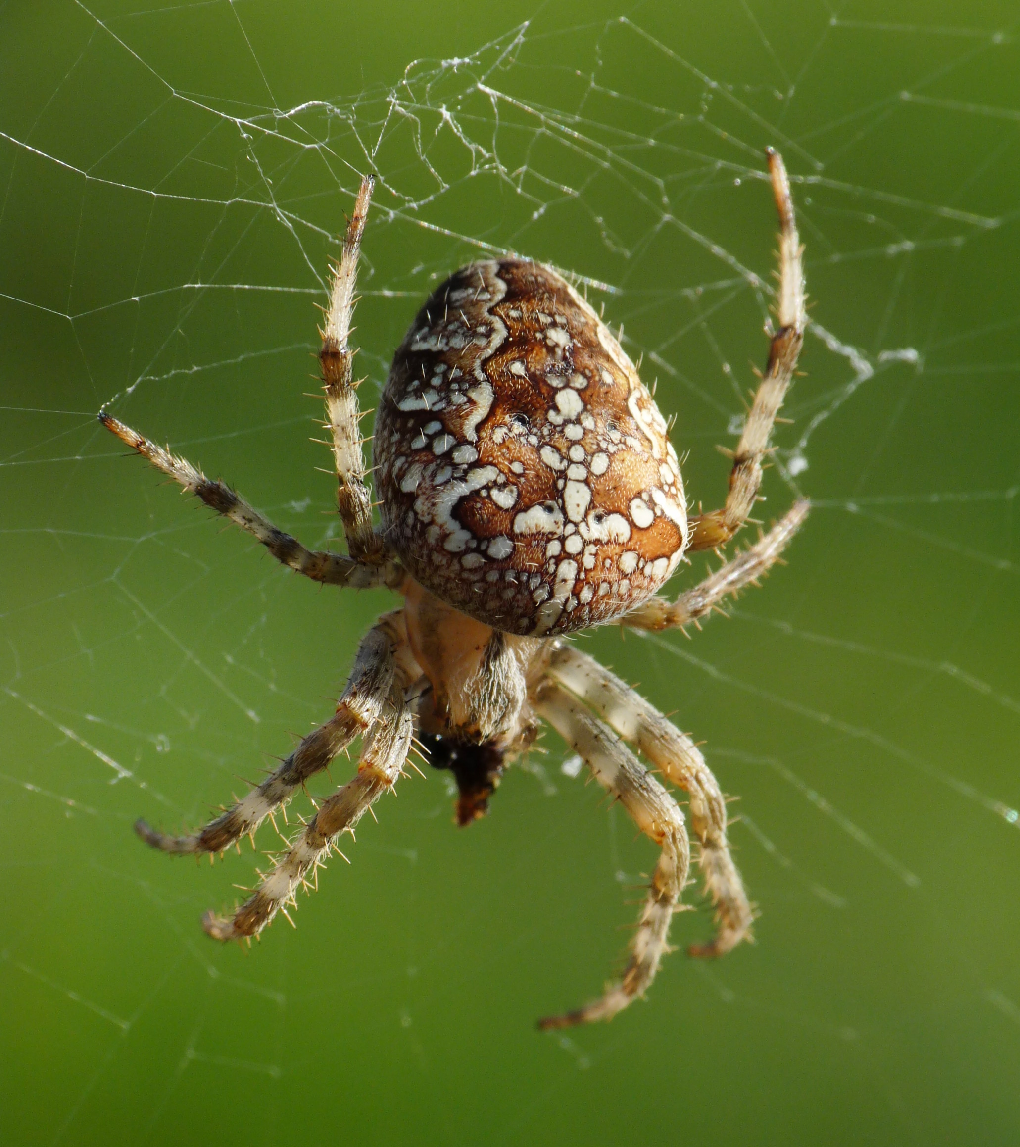 Araneus_diadematus,_Livorno_1.JPG