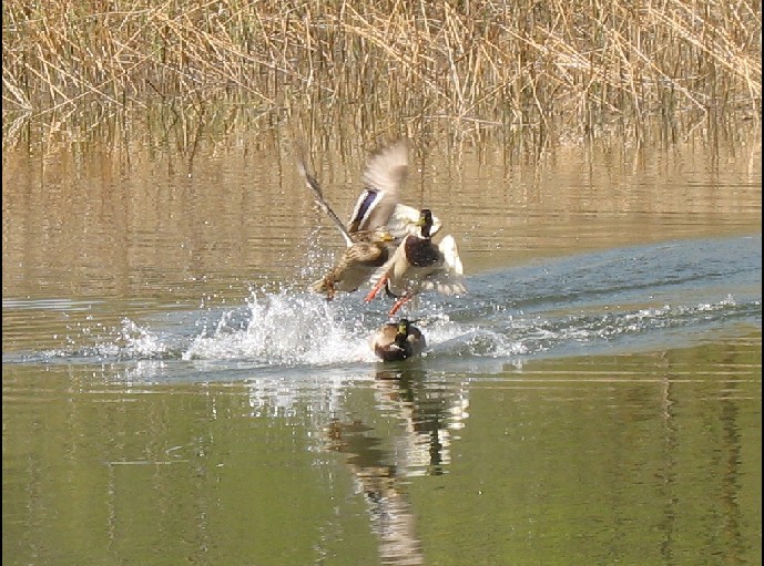 Stockenten Start.jpg