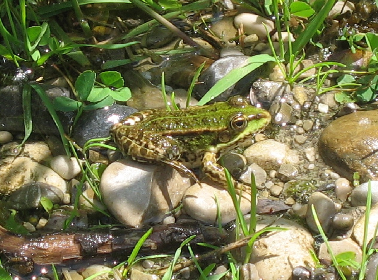 Teichfrosch.jpg