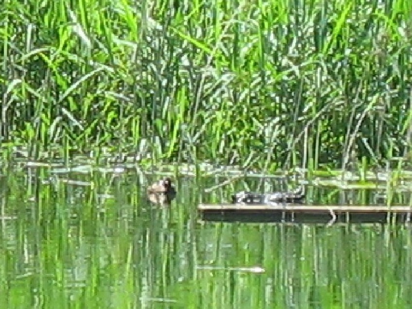 Nessi oder 2 Schildkröten.jpg