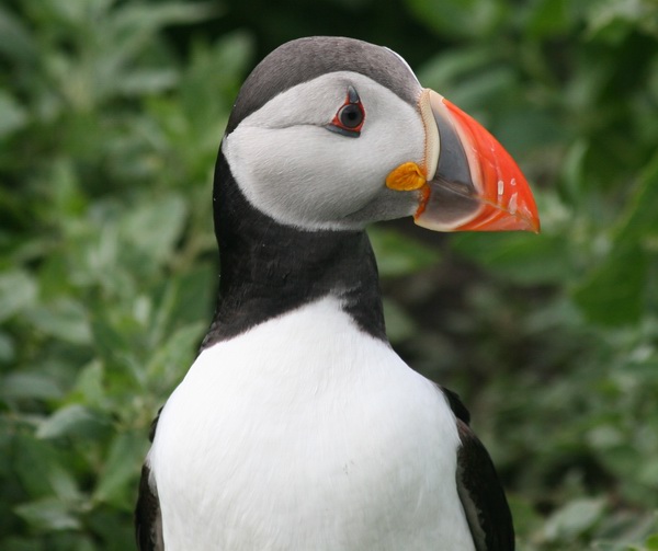 Puffin01.jpg